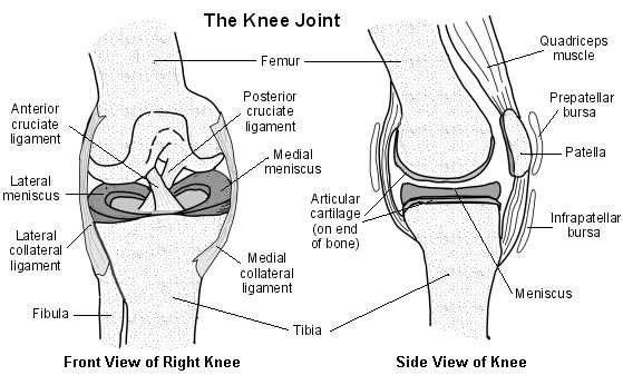 Cross-section of a normal knee joint